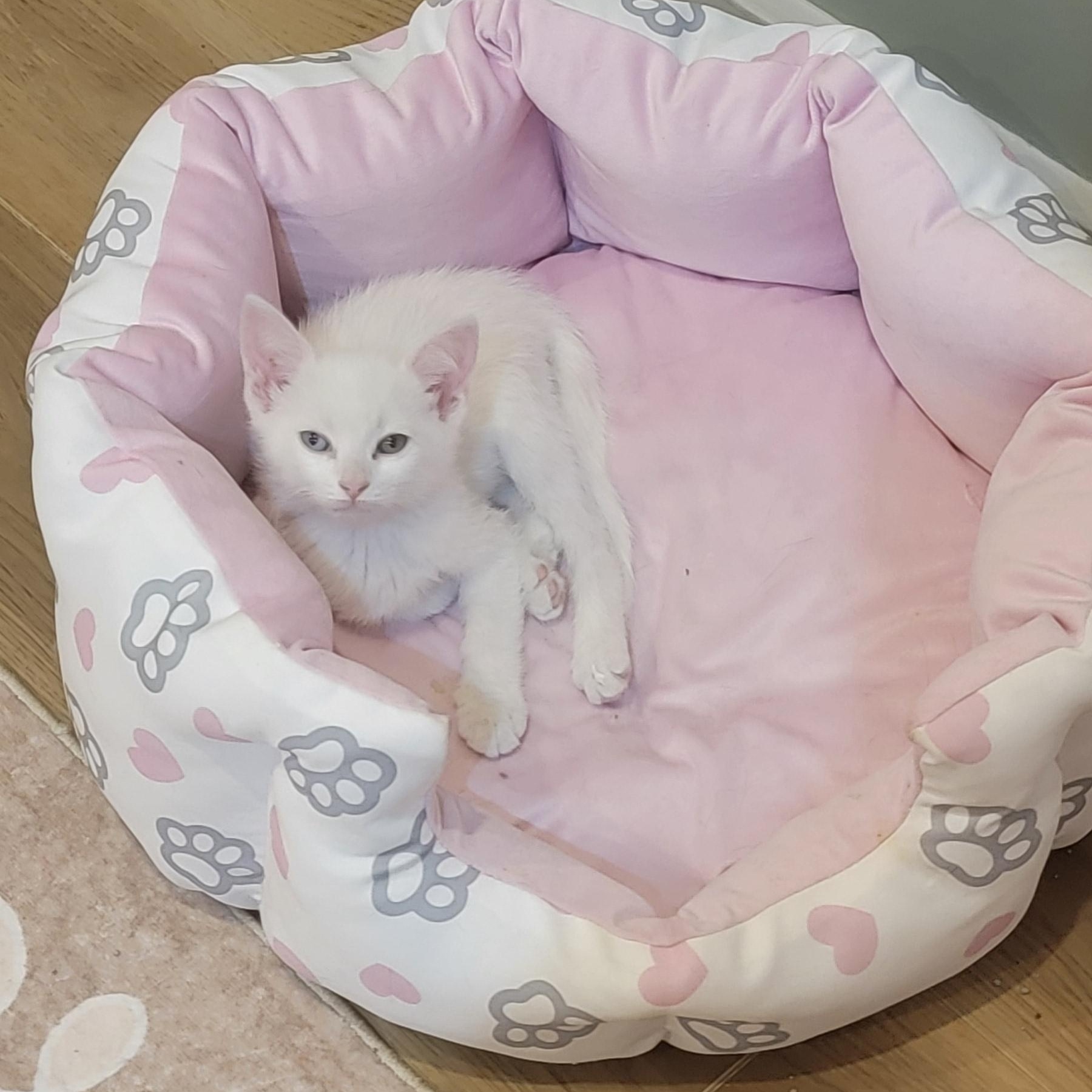 Silas, a ADOPTABLE Domestic Short Hair in Wyandotte, MI image 2/5