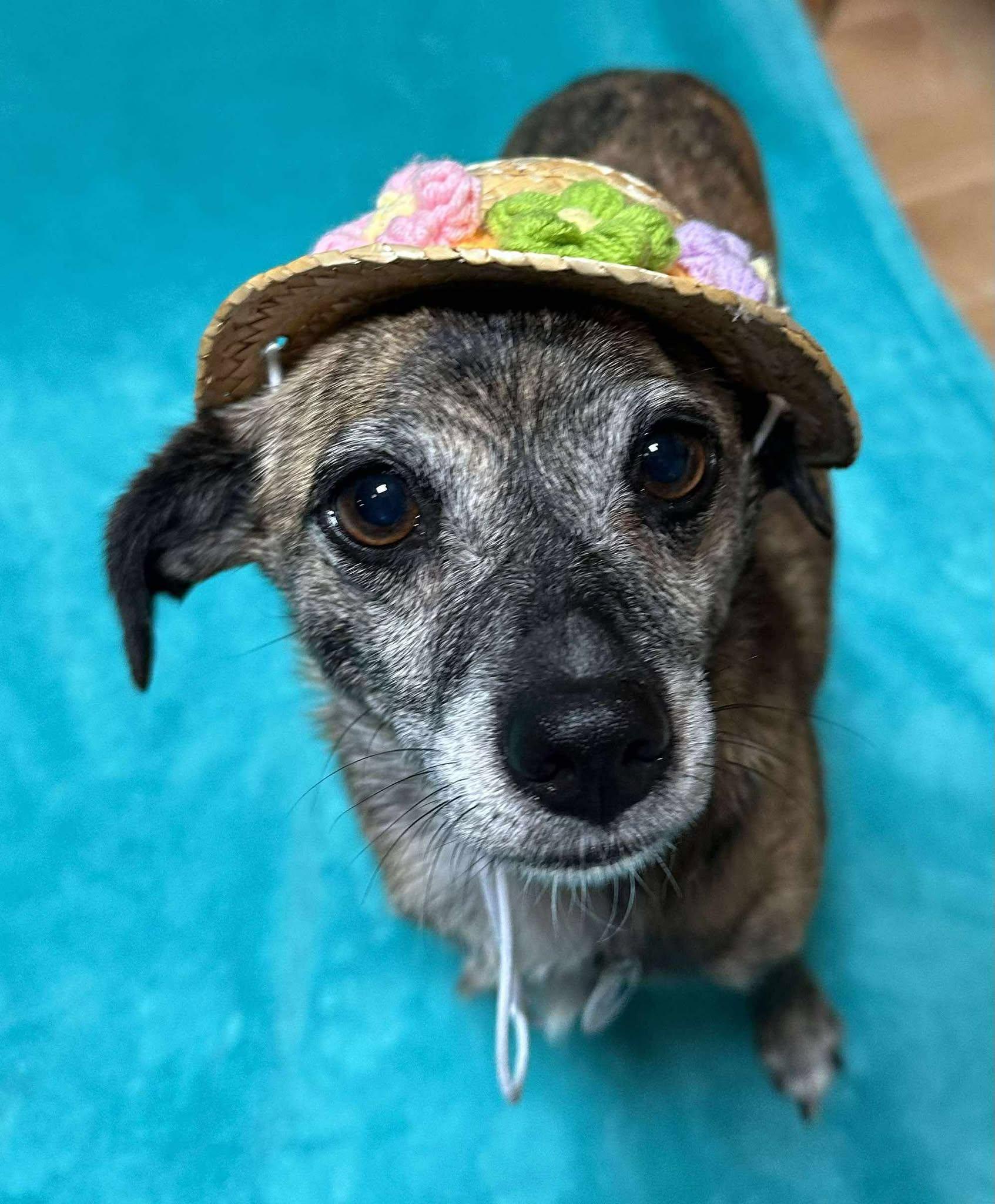 Hula