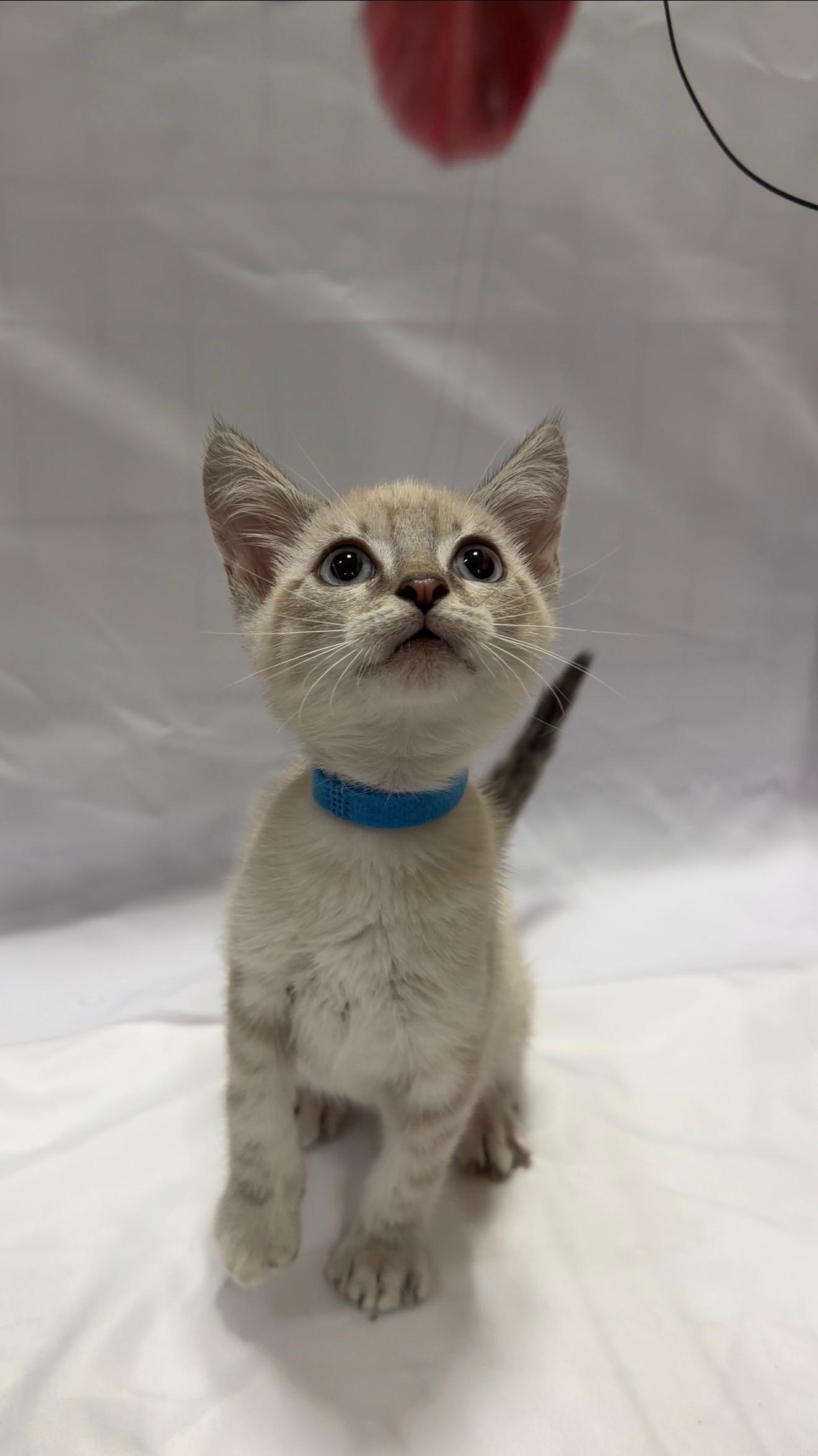 Enlarge Bagel, an adopted Domestic Short Hair in Fullerton, CA image 1/1