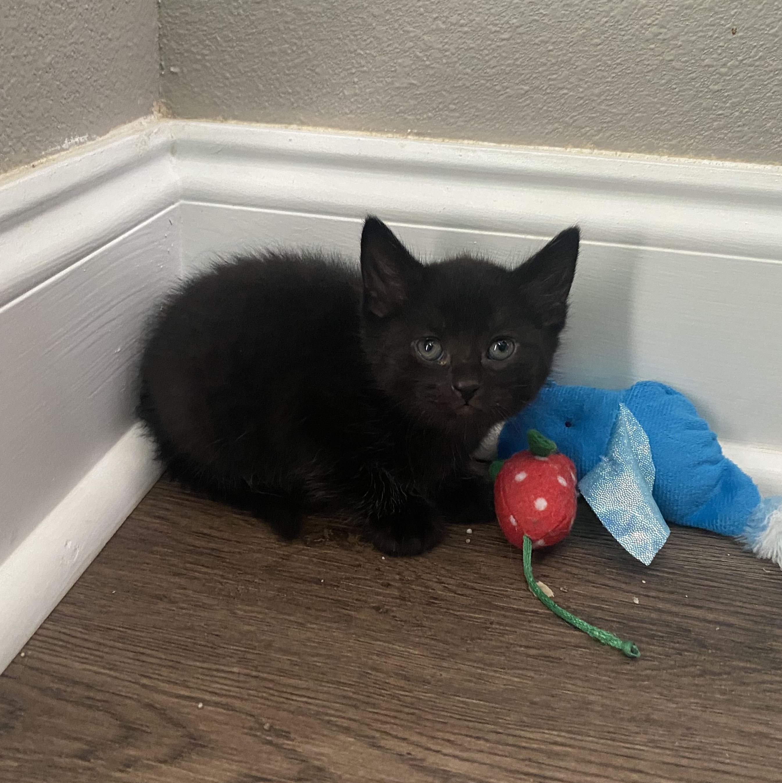 Raven, a Adopted Domestic Short Hair in Baton Rouge, LA image 4/5