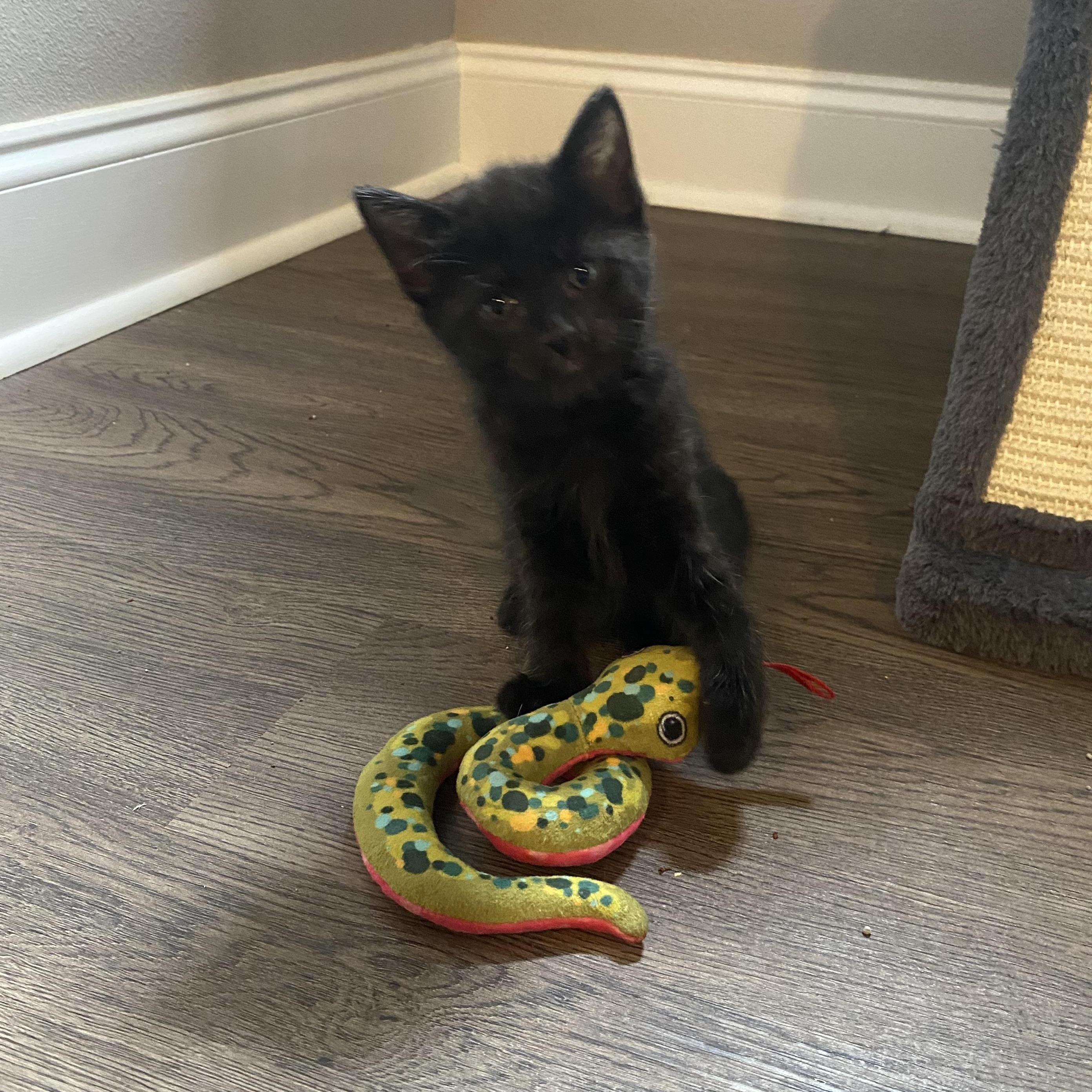 Raven, a Adopted Domestic Short Hair in Baton Rouge, LA image 5/5