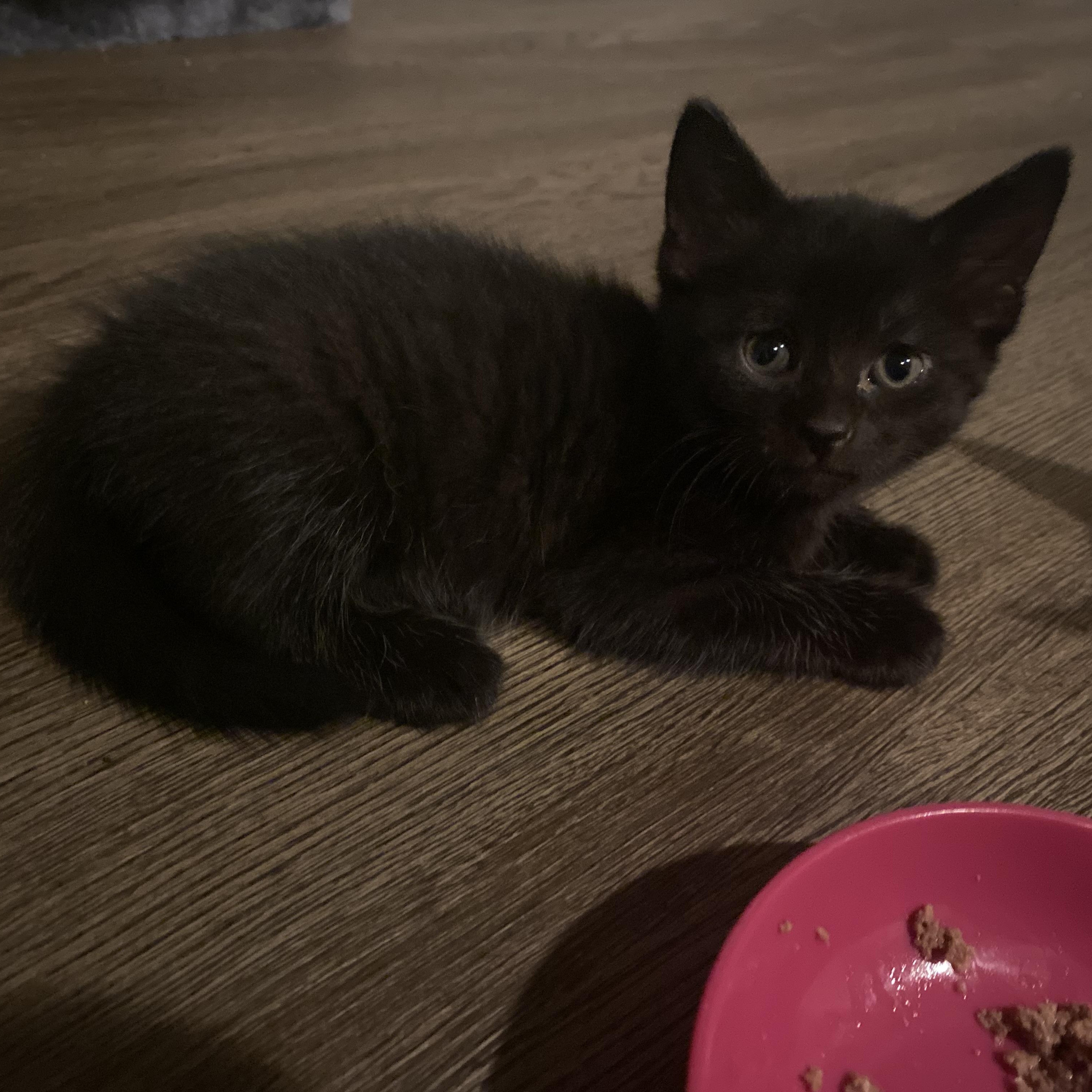 Raven, a Adopted Domestic Short Hair in Baton Rouge, LA image 3/5