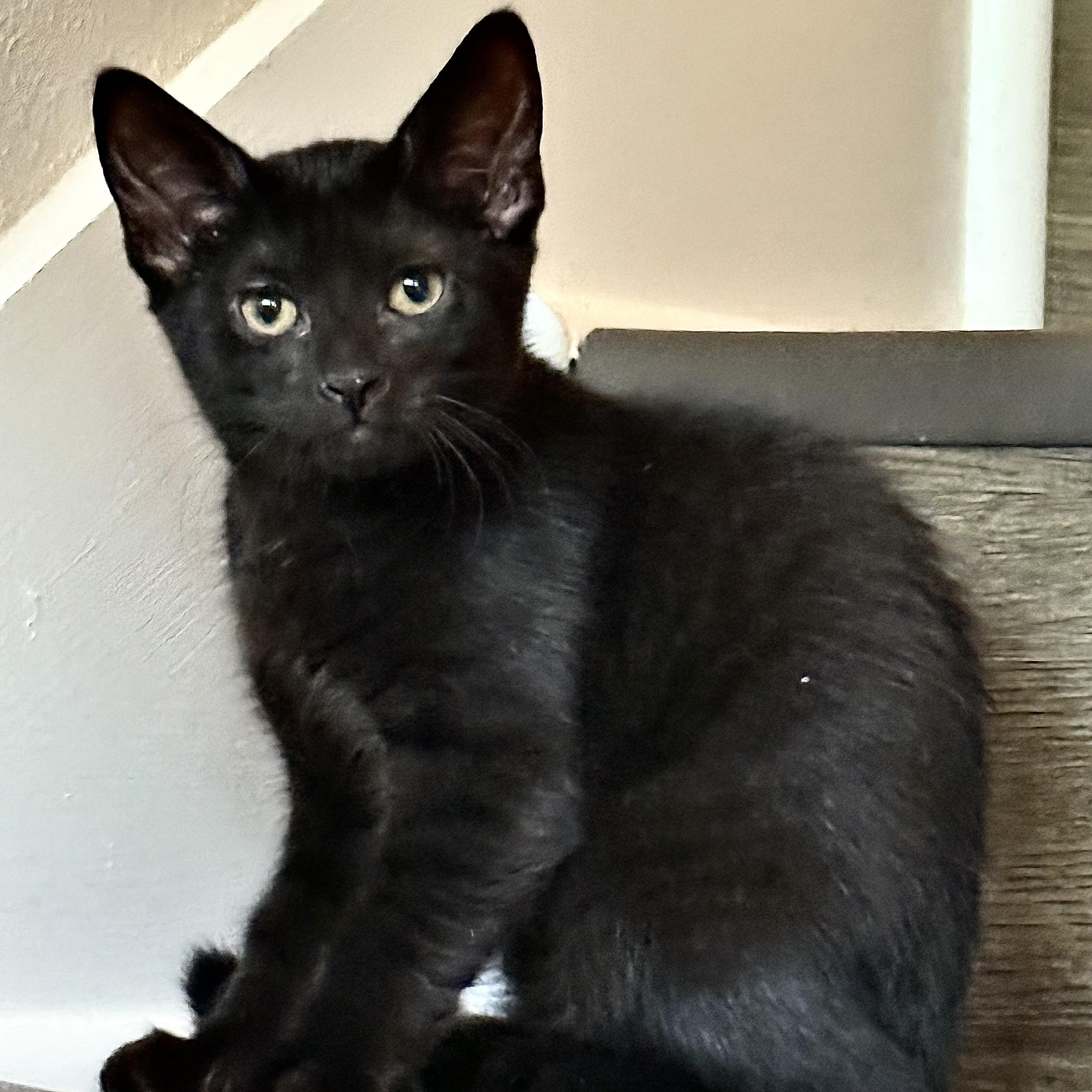 Raven, a Adopted Domestic Short Hair in Baton Rouge, LA image 1/5