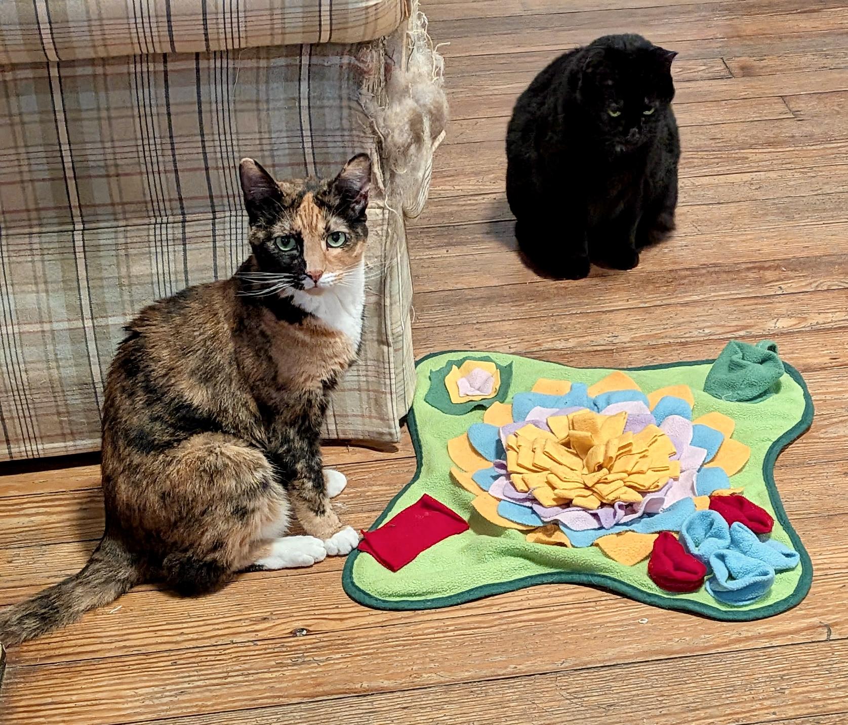 Enlarge Maura, a Adoptable Domestic Short Hair in Queenstown, MD image 3/6