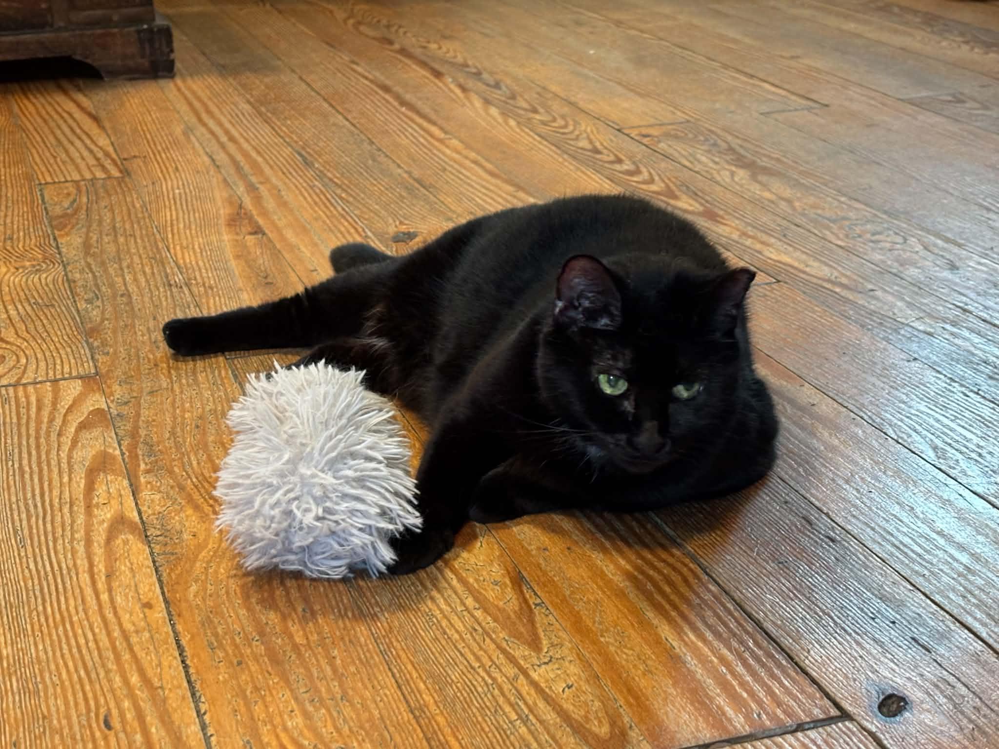 Enlarge Maura, a Adoptable Domestic Short Hair in Queenstown, MD image 4/6