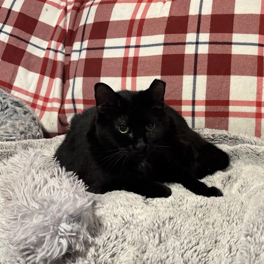 Enlarge Maura, a Adoptable Domestic Short Hair in Queenstown, MD image 6/6