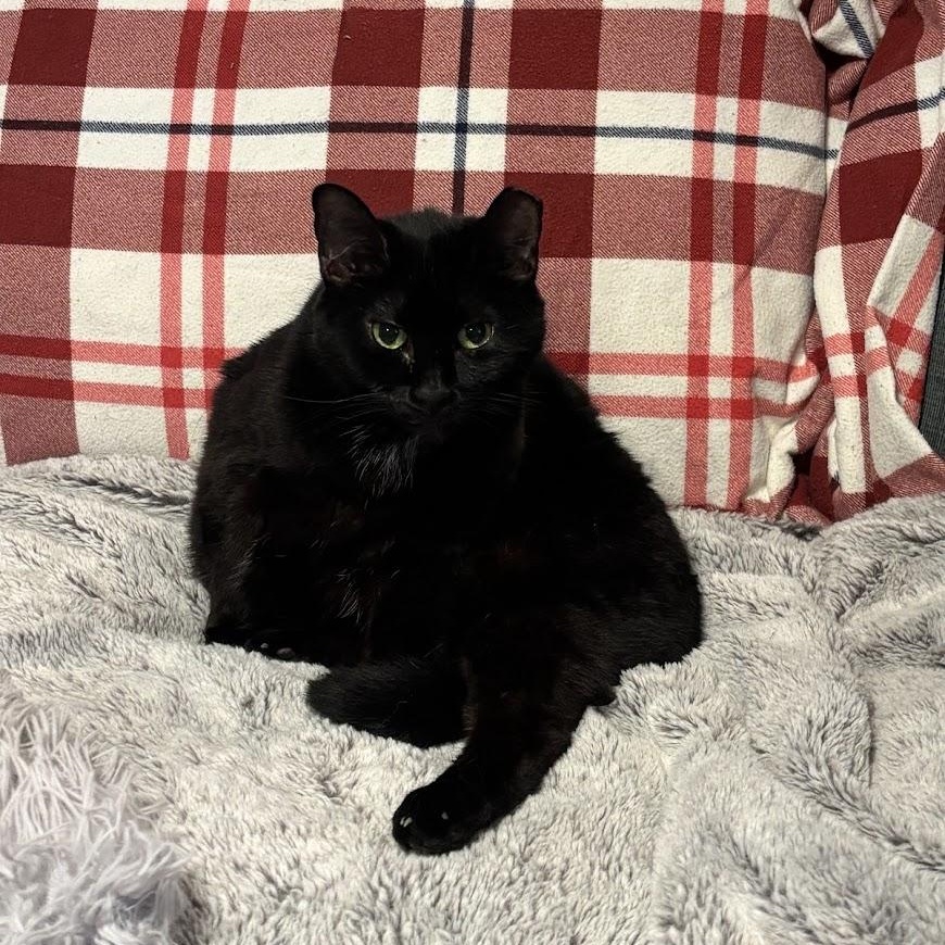 Enlarge Maura, a Adoptable Domestic Short Hair in Queenstown, MD image 1/6