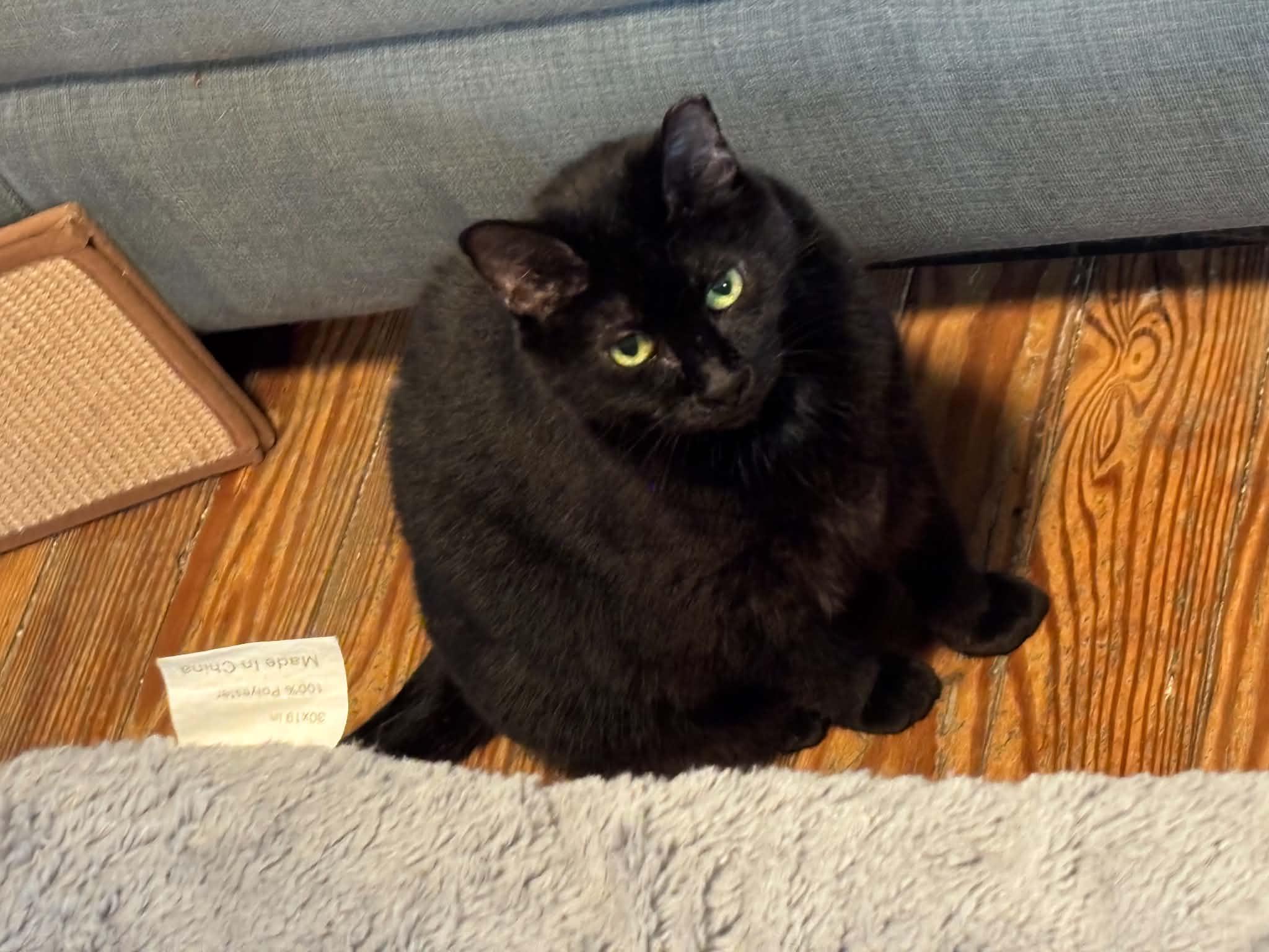 Enlarge Maura, a Adoptable Domestic Short Hair in Queenstown, MD image 5/6