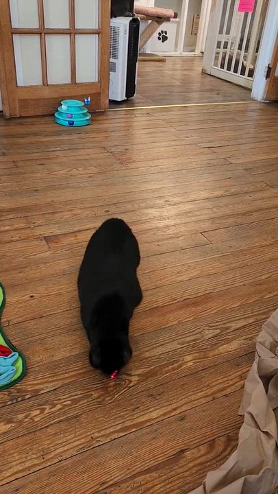 Enlarge Maura, a Adoptable Domestic Short Hair in Queenstown, MD video 2/6