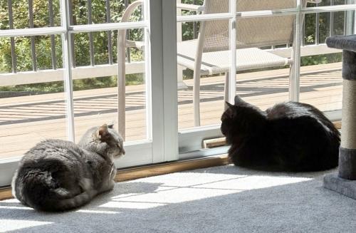 Enlarge Monty, a Adoptable mixed breed in St. Johnsbury, VT image 1/3