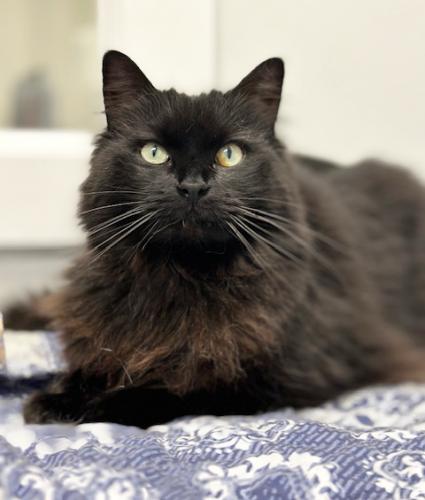 Enlarge Monty, a Adoptable mixed breed in St. Johnsbury, VT image 2/3