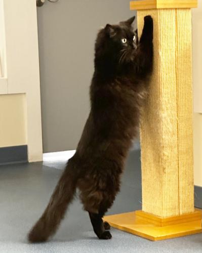 Enlarge Monty, a Adoptable mixed breed in St. Johnsbury, VT image 3/3