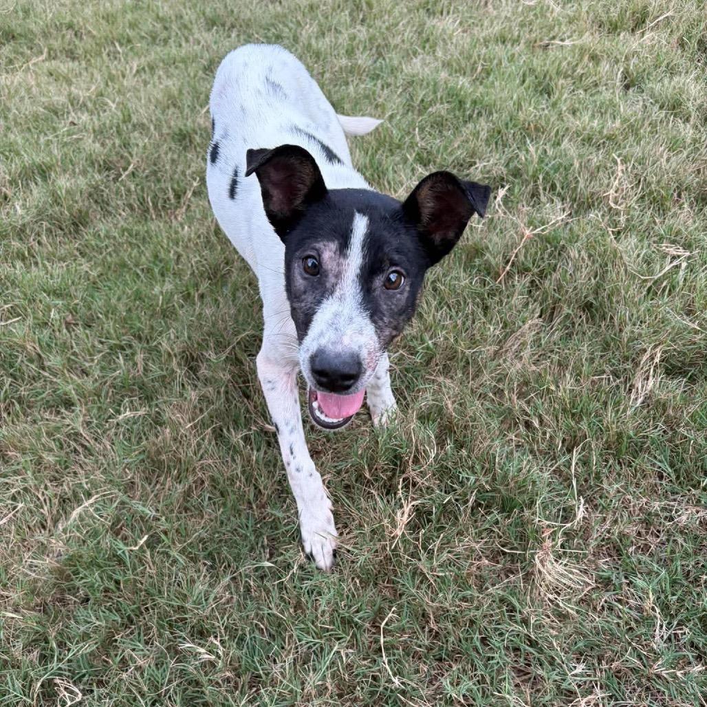 Enlarge Dolly, a Adoptable mixed breed in Odenville, AL image 1/4