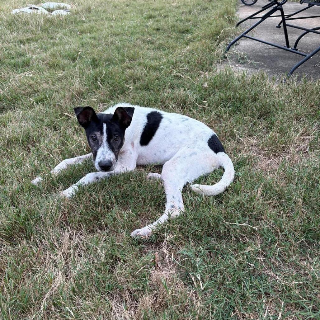 Enlarge Dolly, a Adoptable mixed breed in Odenville, AL image 2/4