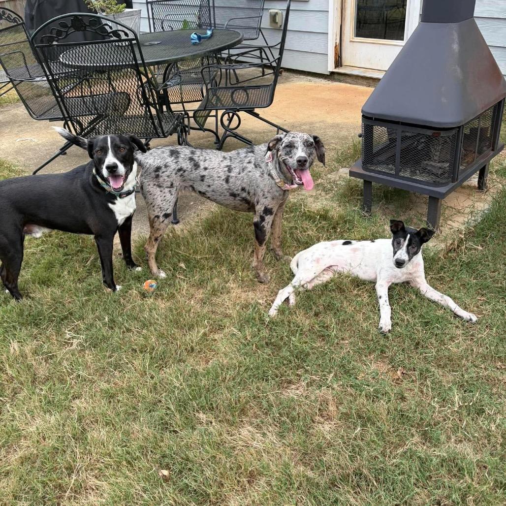 Enlarge Dolly, a Adoptable mixed breed in Odenville, AL image 3/4