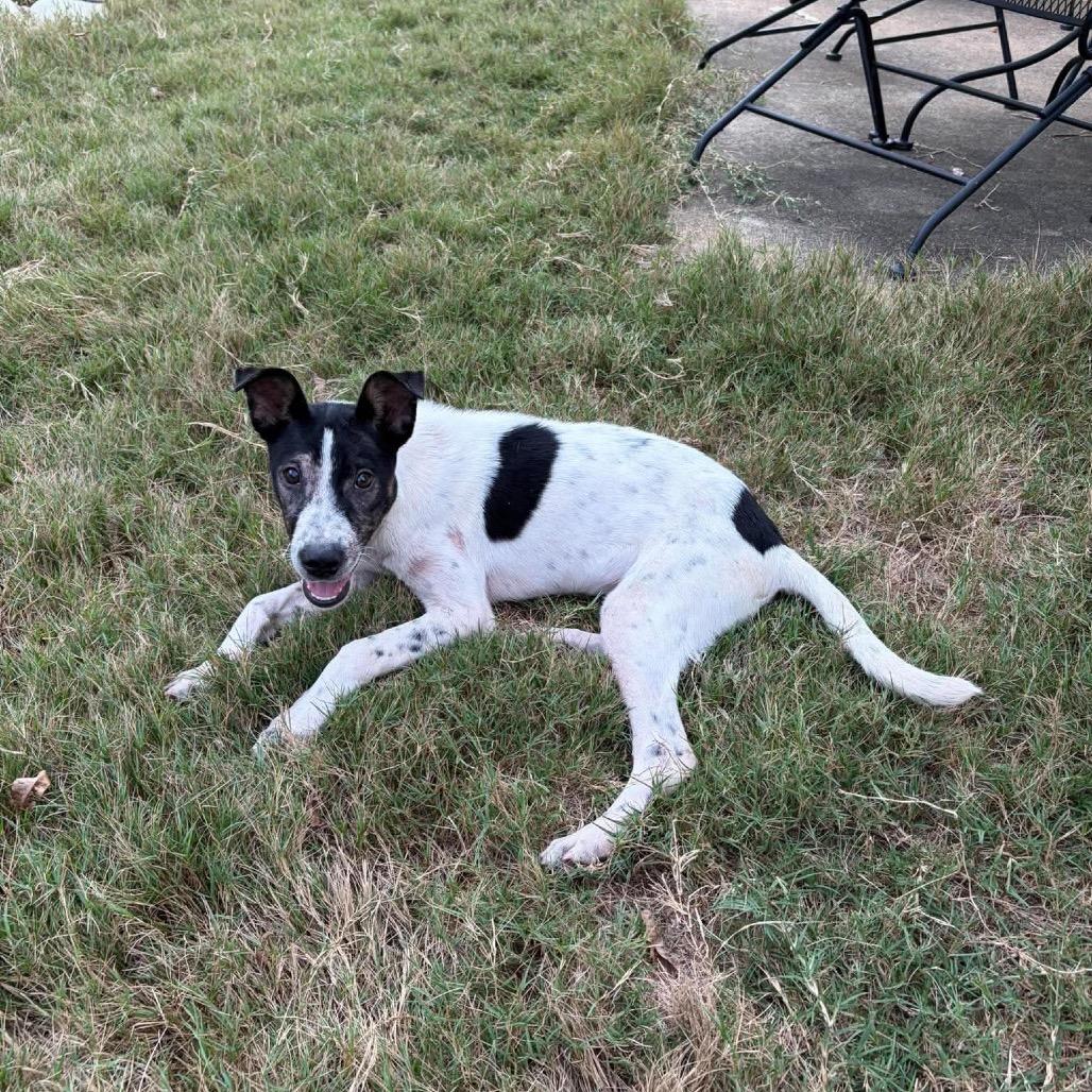 Enlarge Dolly, a Adoptable mixed breed in Odenville, AL image 4/4