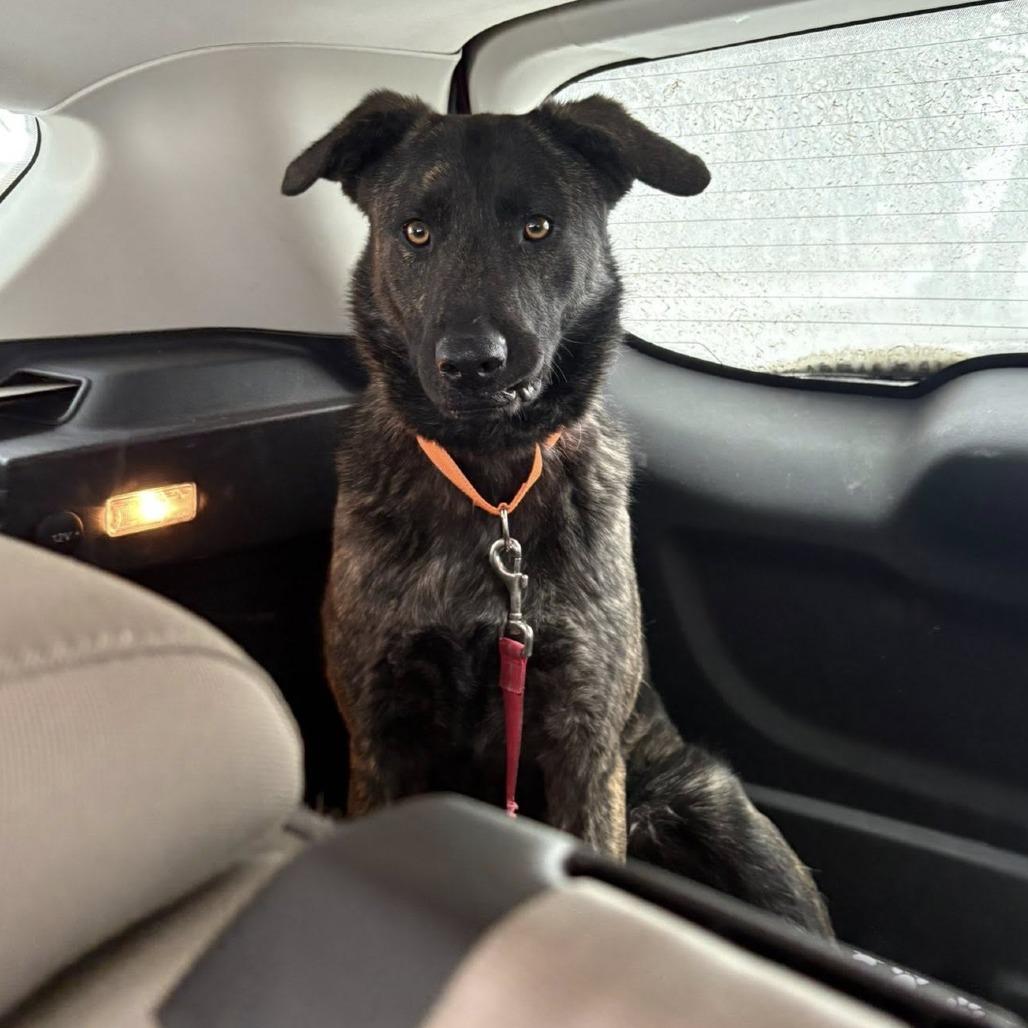 Enlarge Leo, a Adoptable mixed breed in Boone, IA image 1/5