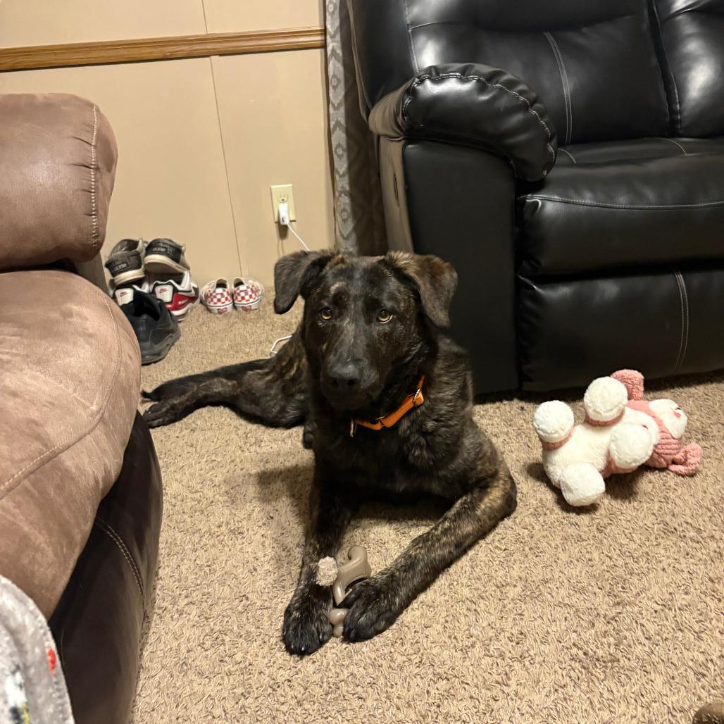 Enlarge Leo, a Adoptable mixed breed in Boone, IA image 2/5