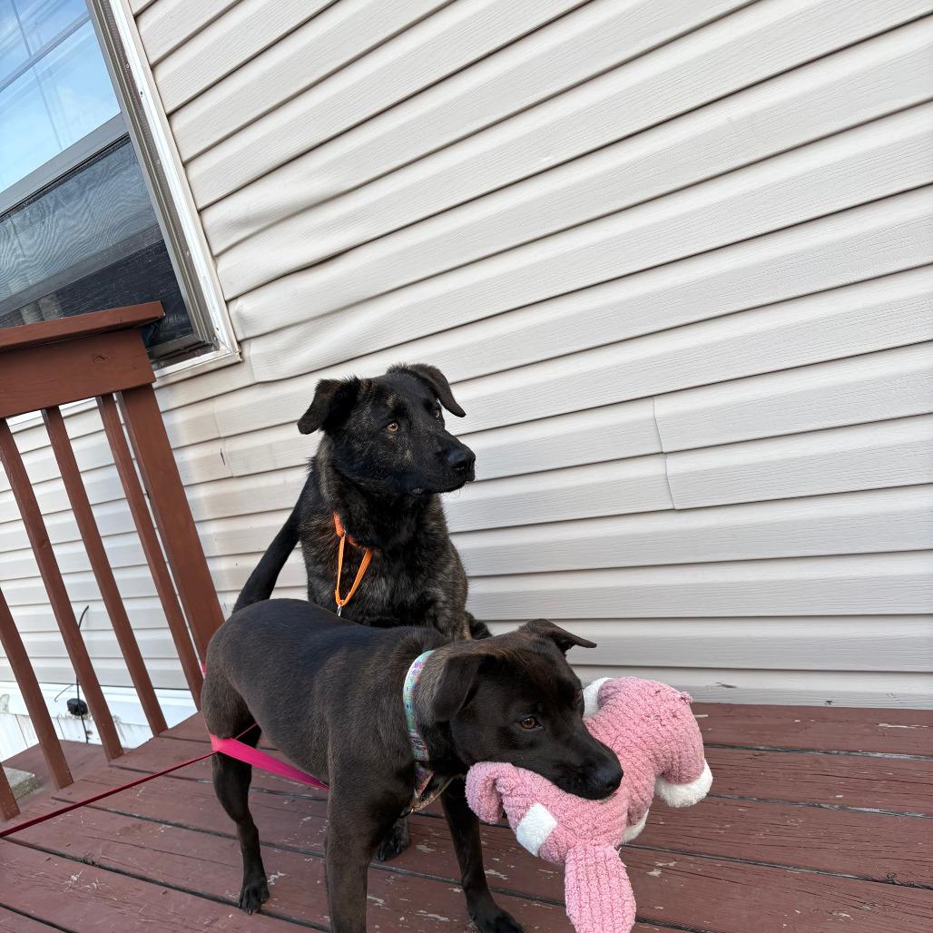 Enlarge Leo, a Adoptable mixed breed in Boone, IA image 3/5