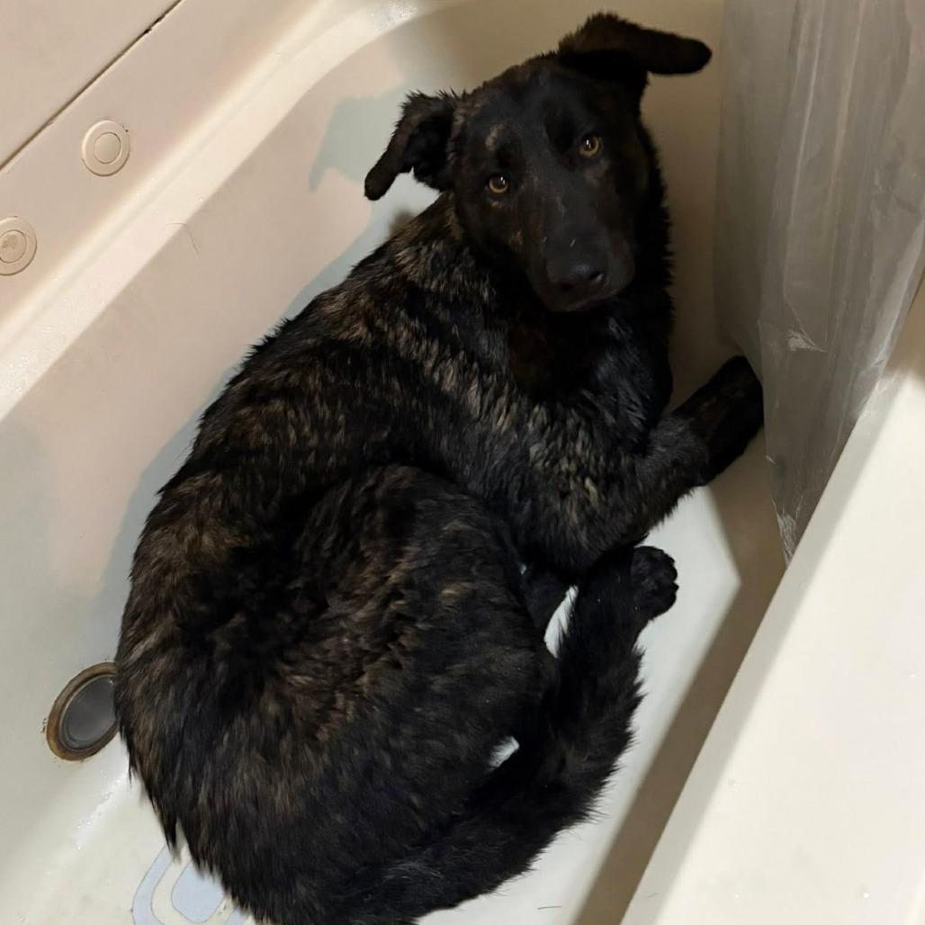 Enlarge Leo, a Adoptable mixed breed in Boone, IA image 4/5