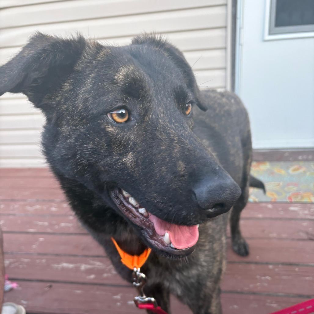 Enlarge Leo, a Adoptable mixed breed in Boone, IA image 5/5