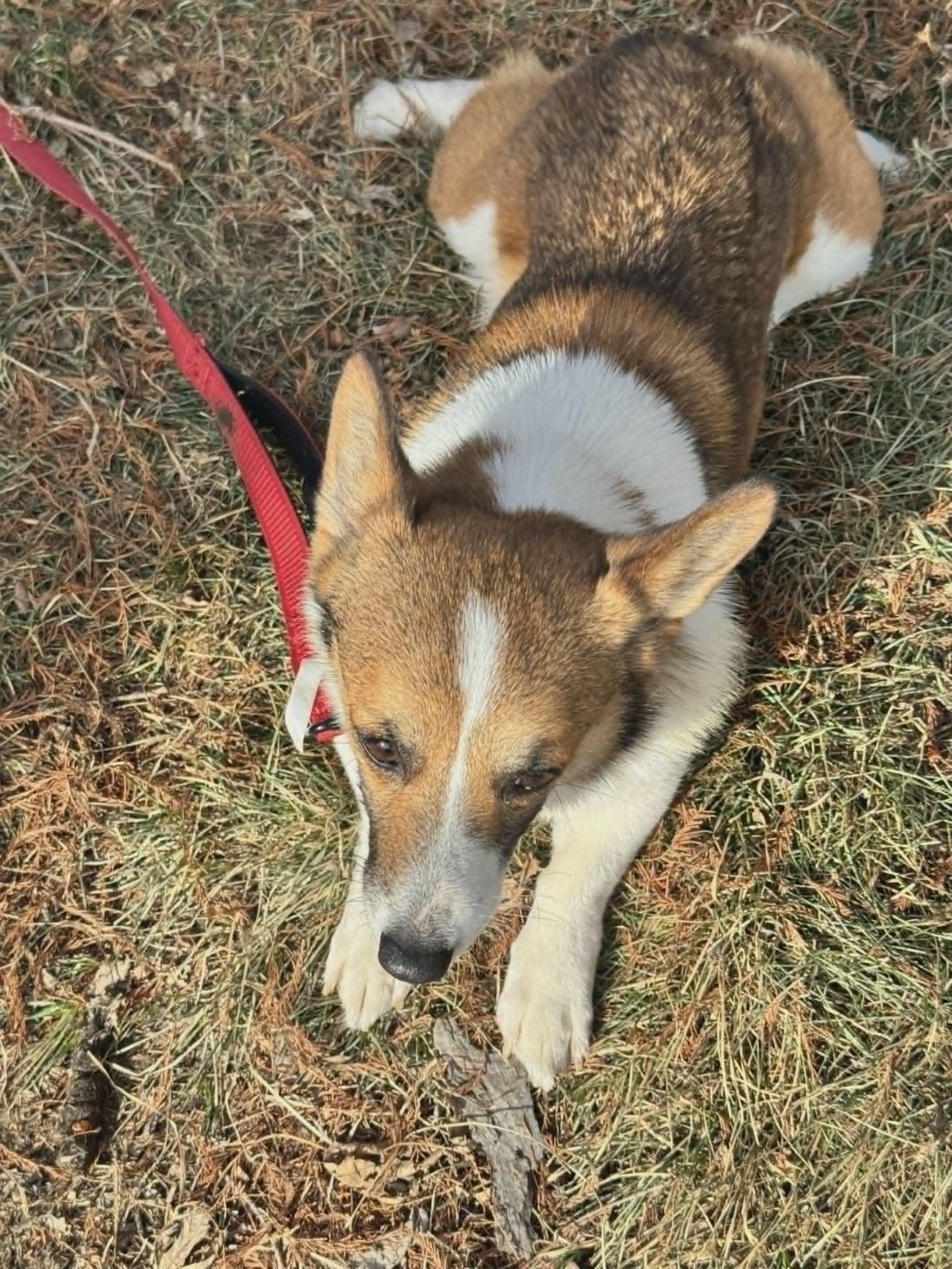 TIANA!!!, a ADOPTABLE Pembroke Welsh Corgi in Lincoln, NE image 4/4