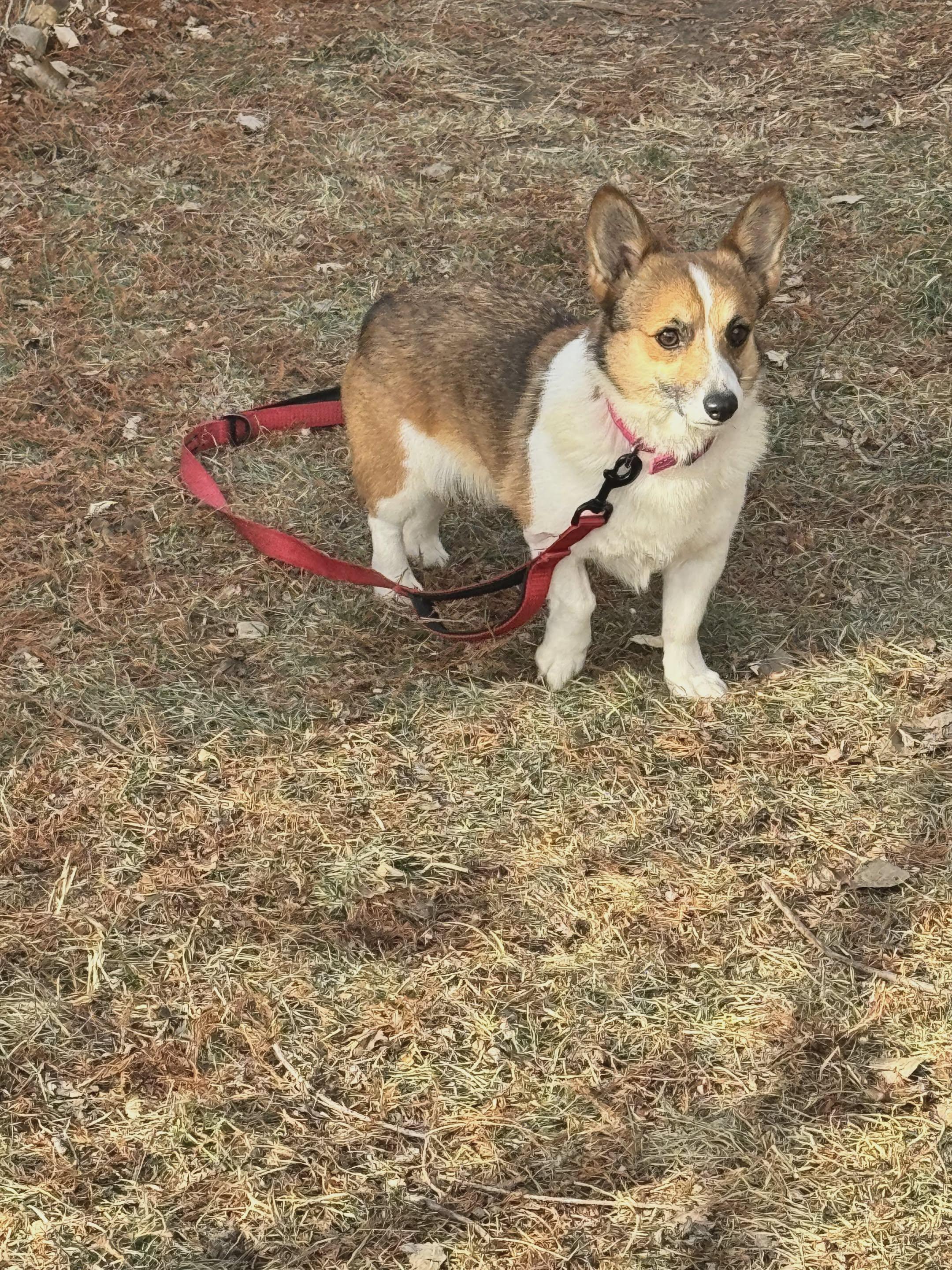 TIANA!!!, a ADOPTABLE Pembroke Welsh Corgi in Lincoln, NE image 2/4