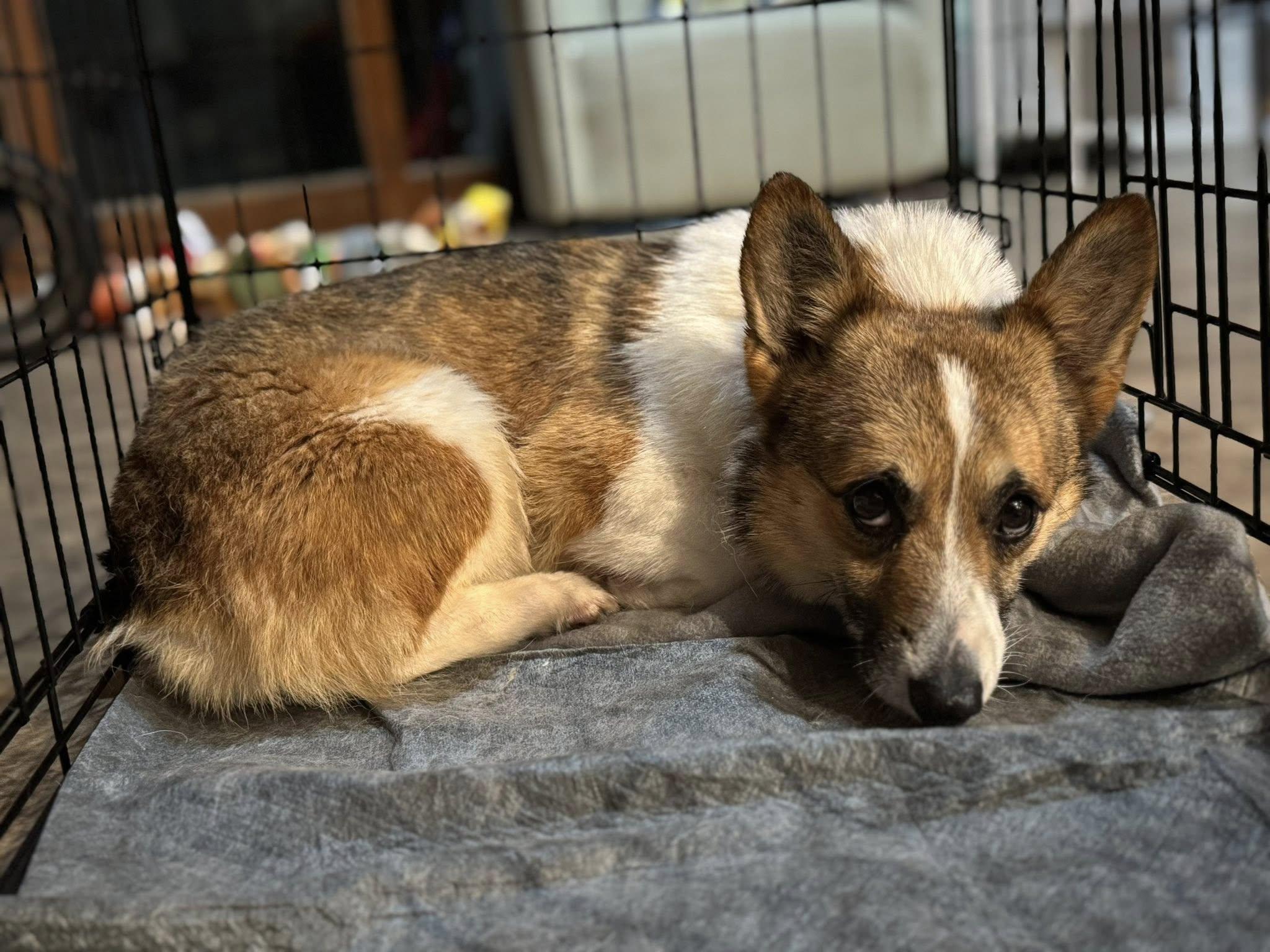 TIANA!!!, a ADOPTABLE Pembroke Welsh Corgi in Lincoln, NE image 3/4