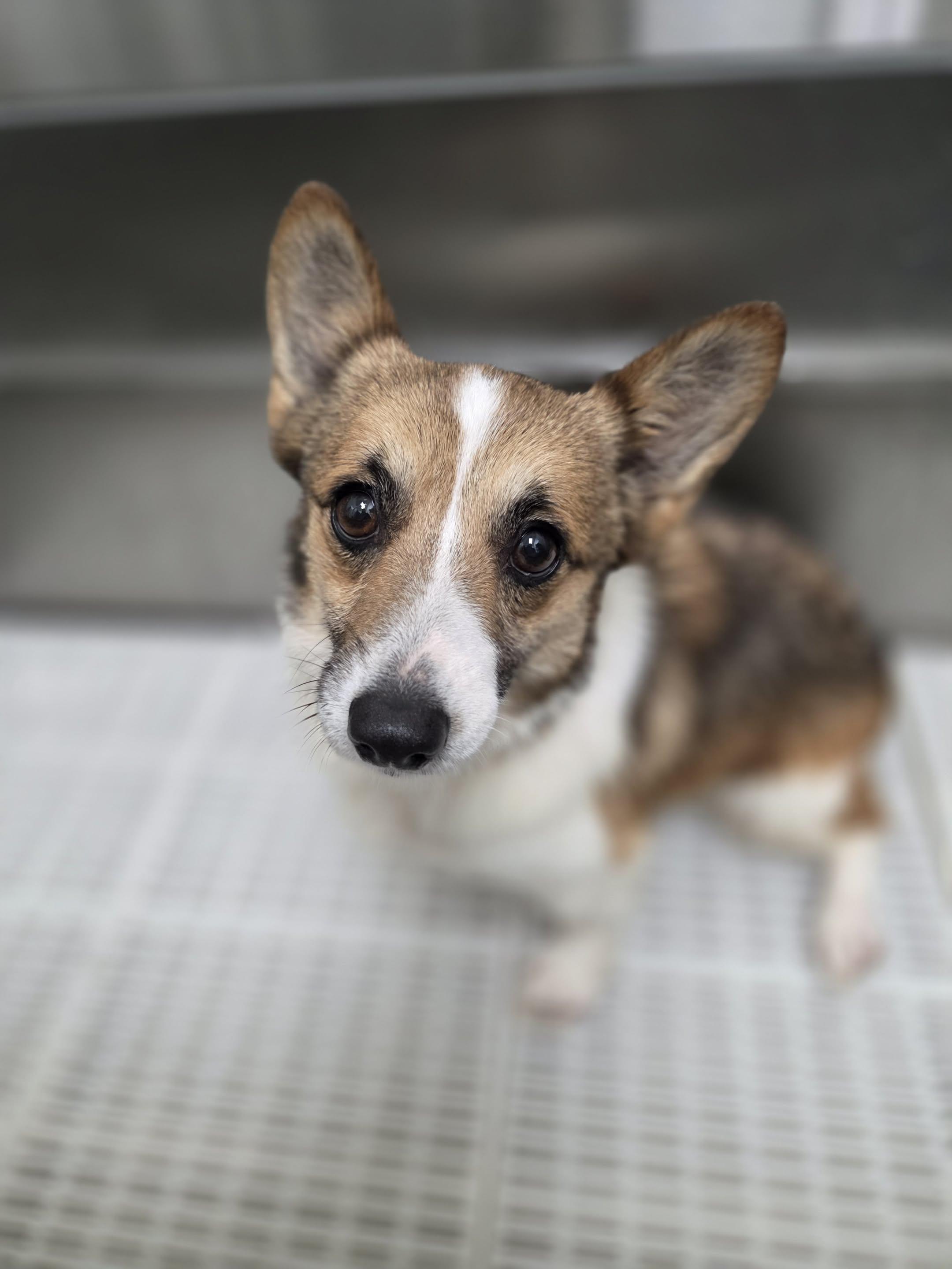 TIANA!!!, ADOPTABLE, Young Female Pembroke Welsh Corgi.