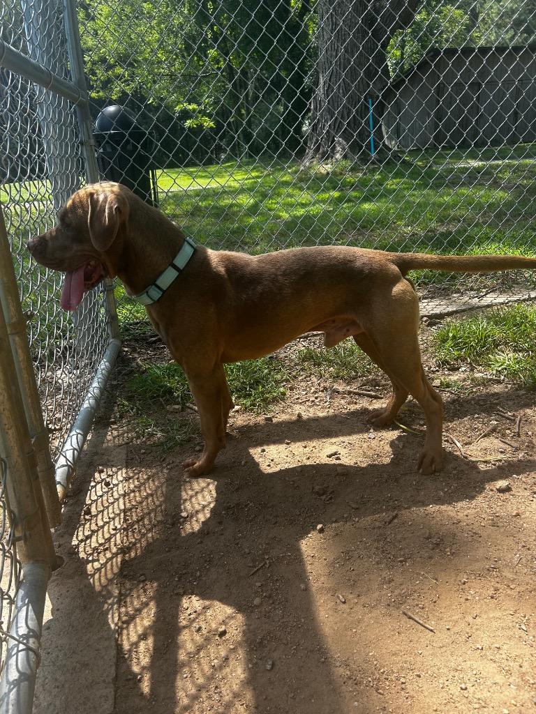 Gabe, Adoptable, Adult Male Labrador Retriever & Pit Bull Terrier.