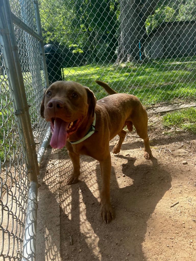 Gabe, a Adoptable mixed breed in Mineral, VA image 2/5