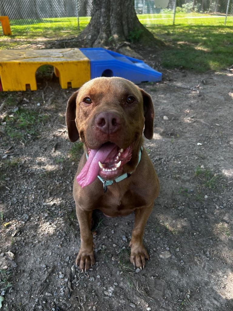Gabe, a Adoptable mixed breed in Mineral, VA image 3/5