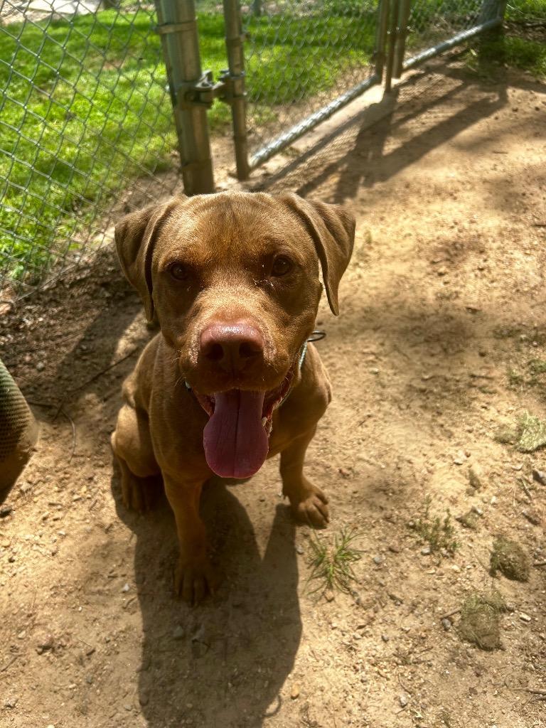 Gabe, a Adoptable mixed breed in Mineral, VA image 4/5