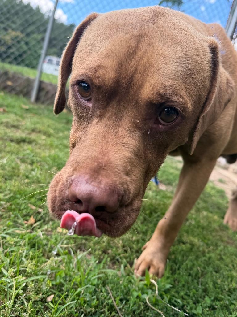 Gabe, a Adoptable mixed breed in Mineral, VA image 5/5
