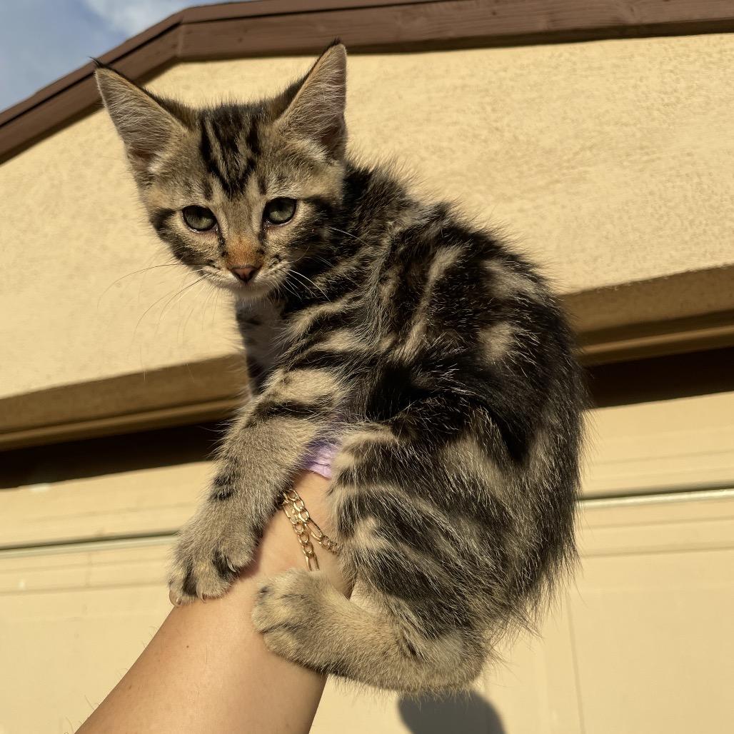 Enlarge Lynx, a Adoptable Domestic Short Hair in Tucson, AZ image 1/1