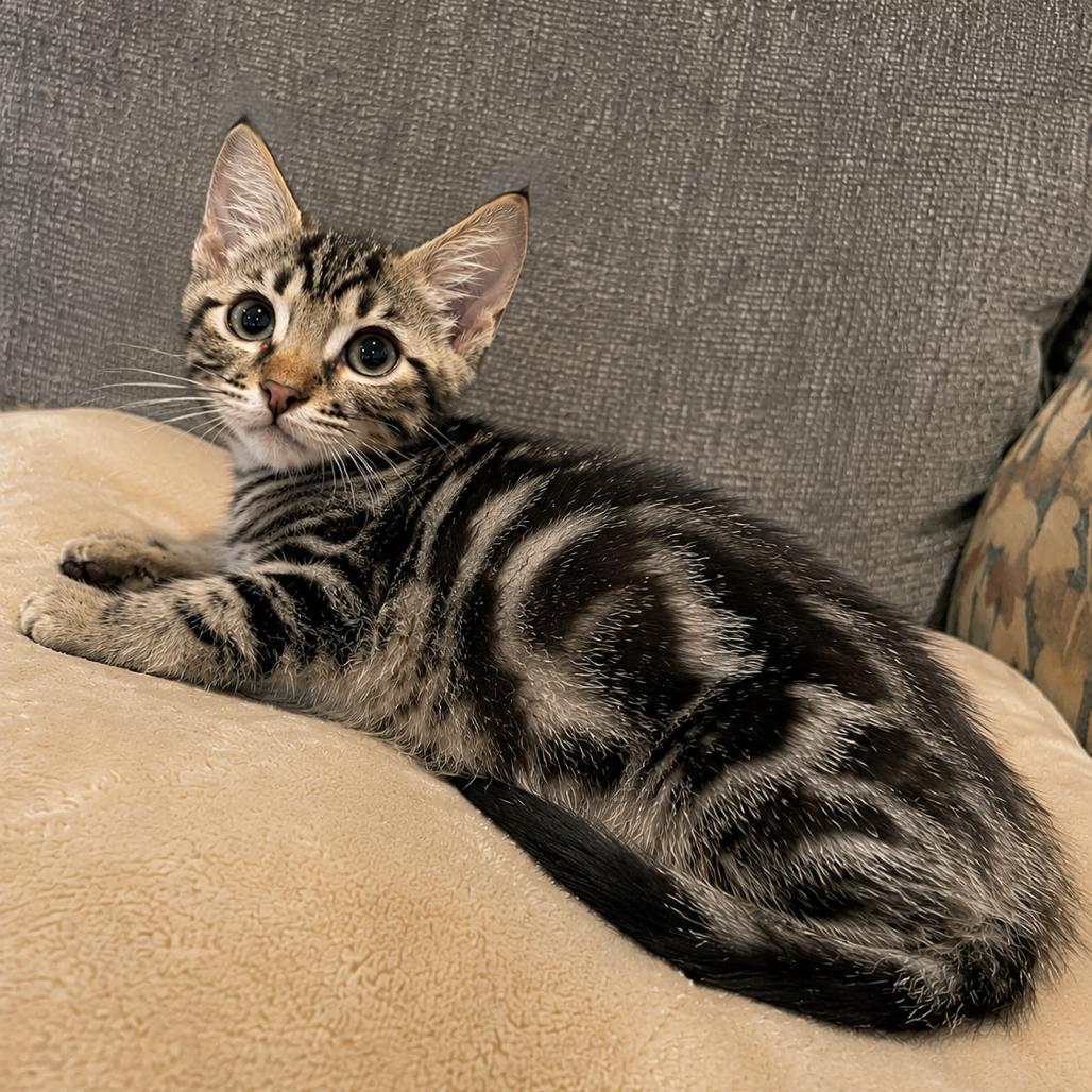 Lynx, Adoptable, Kitten Male Domestic Short Hair.