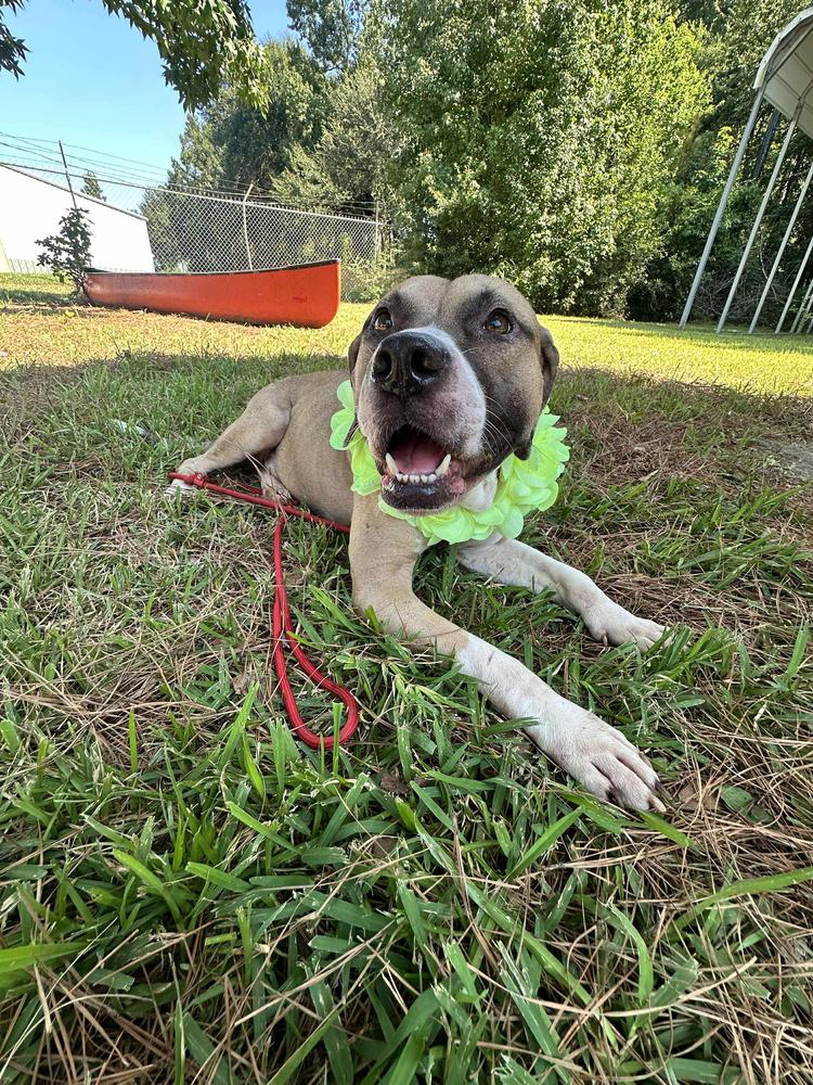 Bucky, a Adoptable mixed breed in Halifax, NS image 1/6