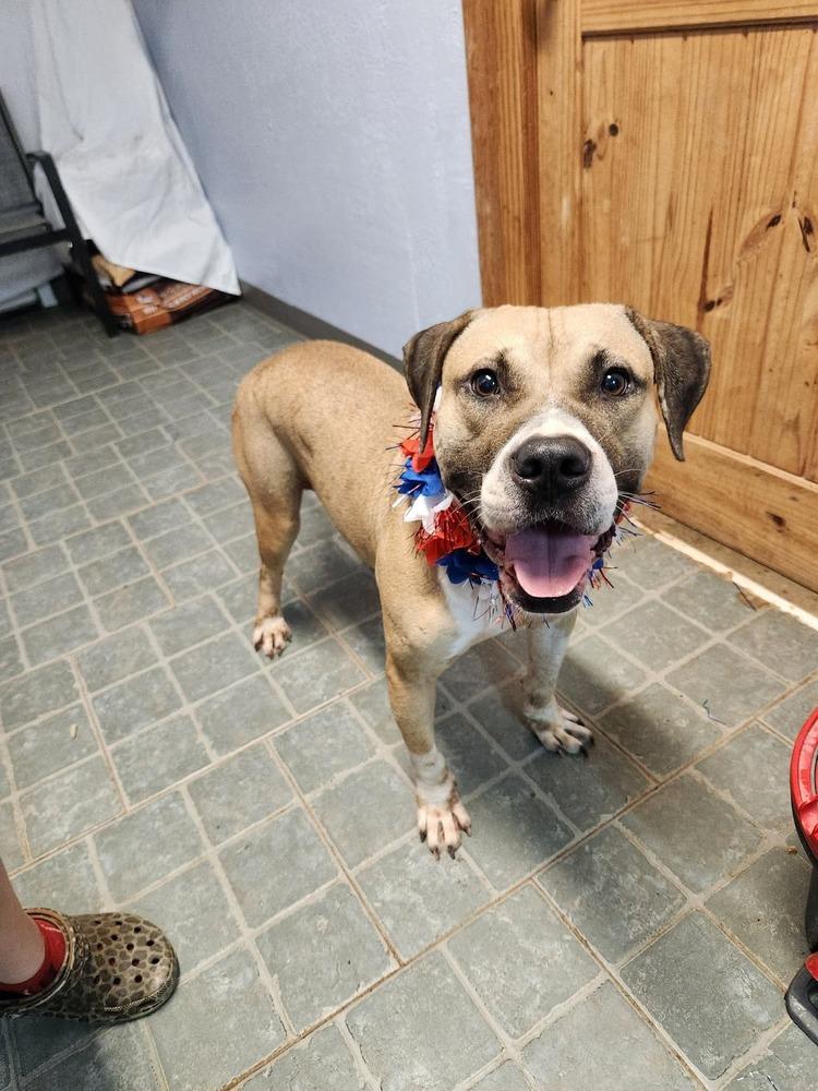 Enlarge Bucky, a Adoptable mixed breed in Pictou, NS image 2/6