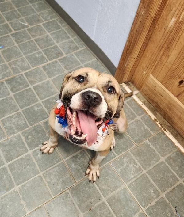 Enlarge Bucky, a Adoptable mixed breed in Pictou, NS image 3/6