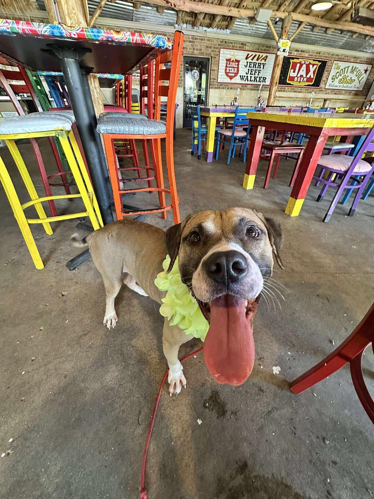 Bucky, a Adoptable mixed breed in Halifax, NS image 2/6
