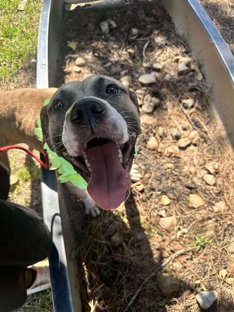 Bucky, a Adoptable mixed breed in Halifax, NS image 3/6
