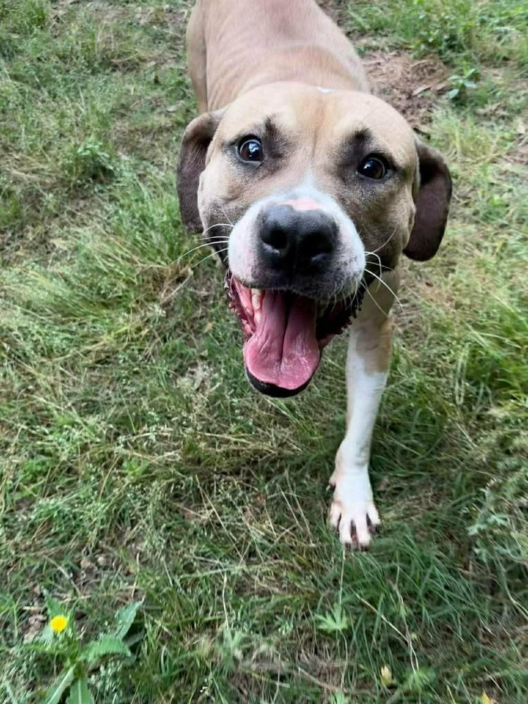 Enlarge Bucky, a Adoptable mixed breed in Halifax, NS image 2/6