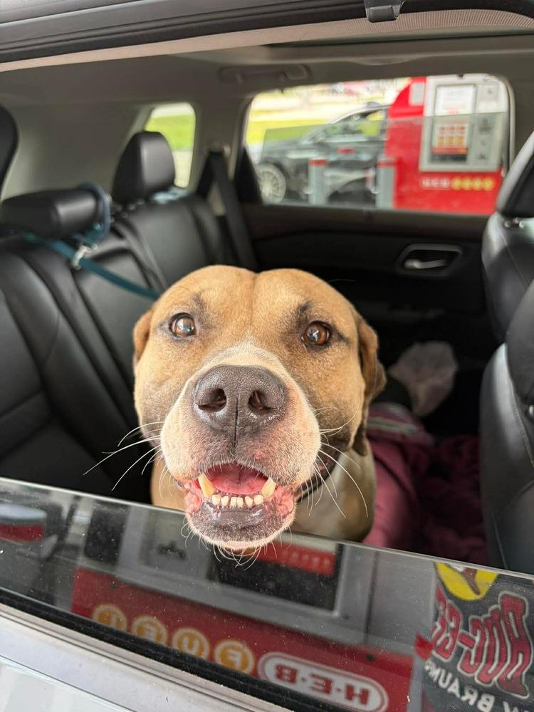 Bucky, Adoptable, Adult Male Mountain Cur.