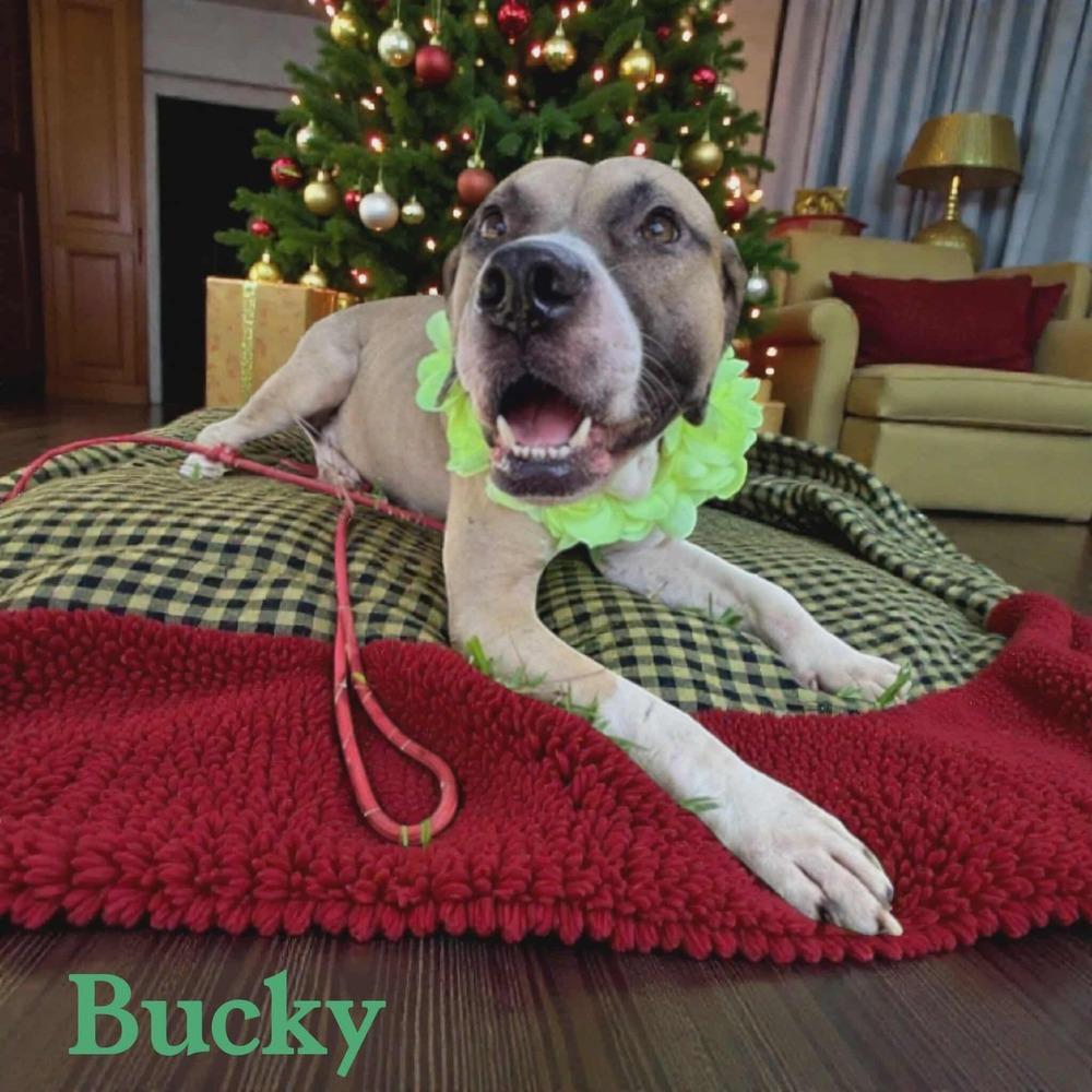 Bucky, a Adoptable mixed breed in Halifax, NS image 6/6