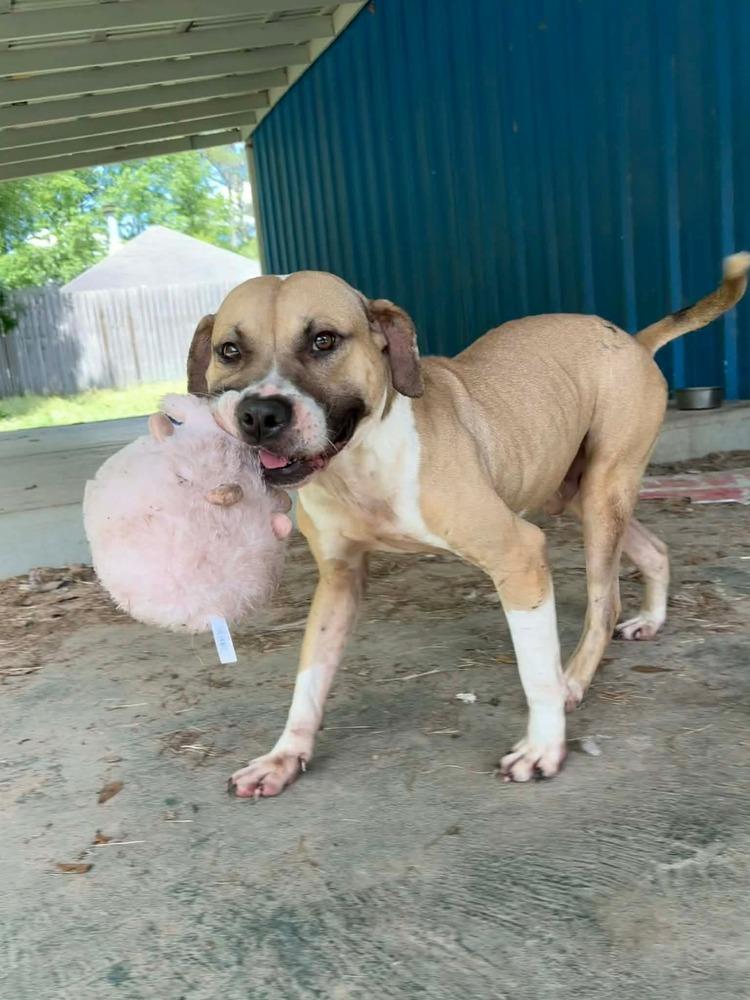 Enlarge Bucky, a Adoptable mixed breed in Halifax, NS image 4/6
