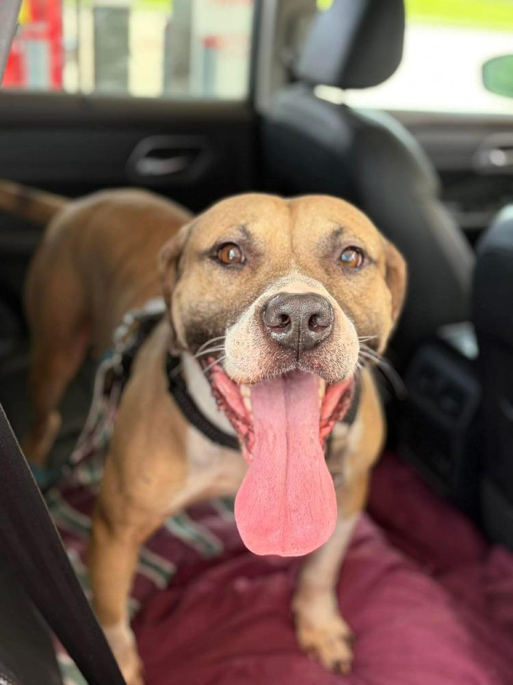 Enlarge Bucky, a Adoptable mixed breed in Halifax, NS image 5/6