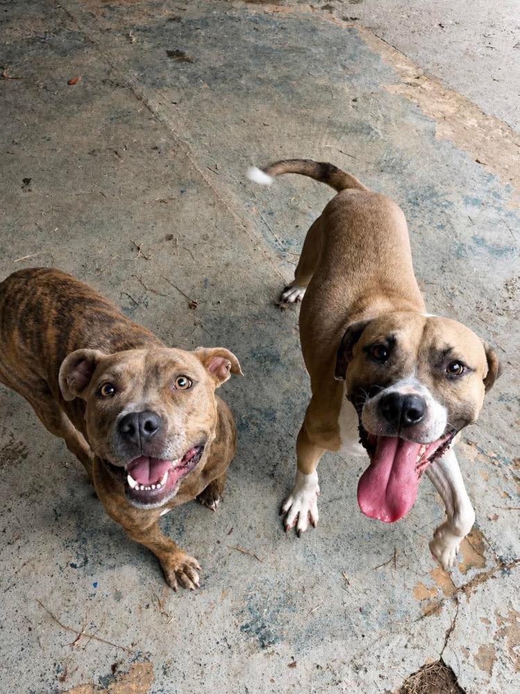 Enlarge Bucky, a Adoptable mixed breed in Pictou, NS image 4/6