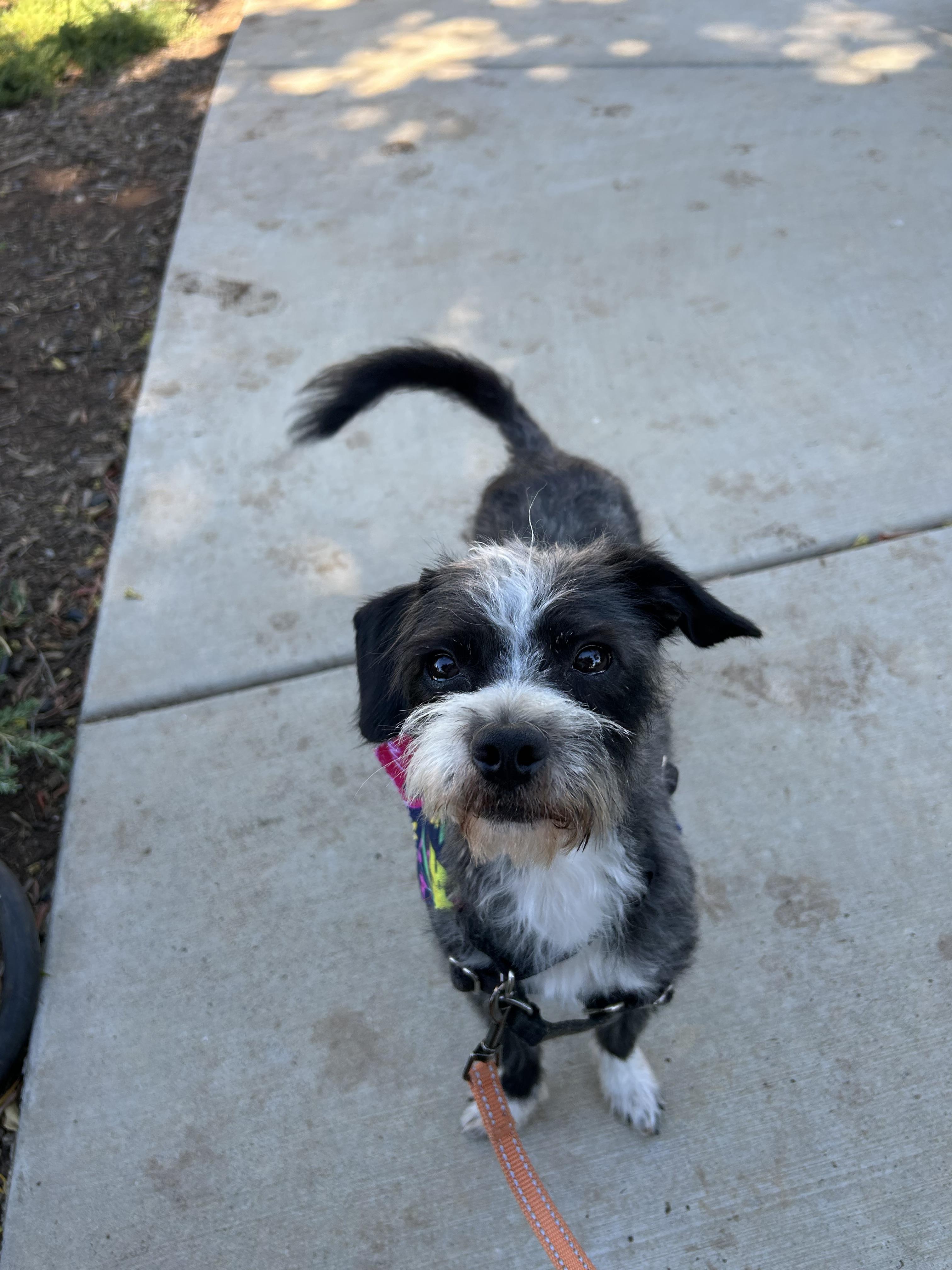 Paula, a Adopted mixed breed in Chico, CA image 1/5