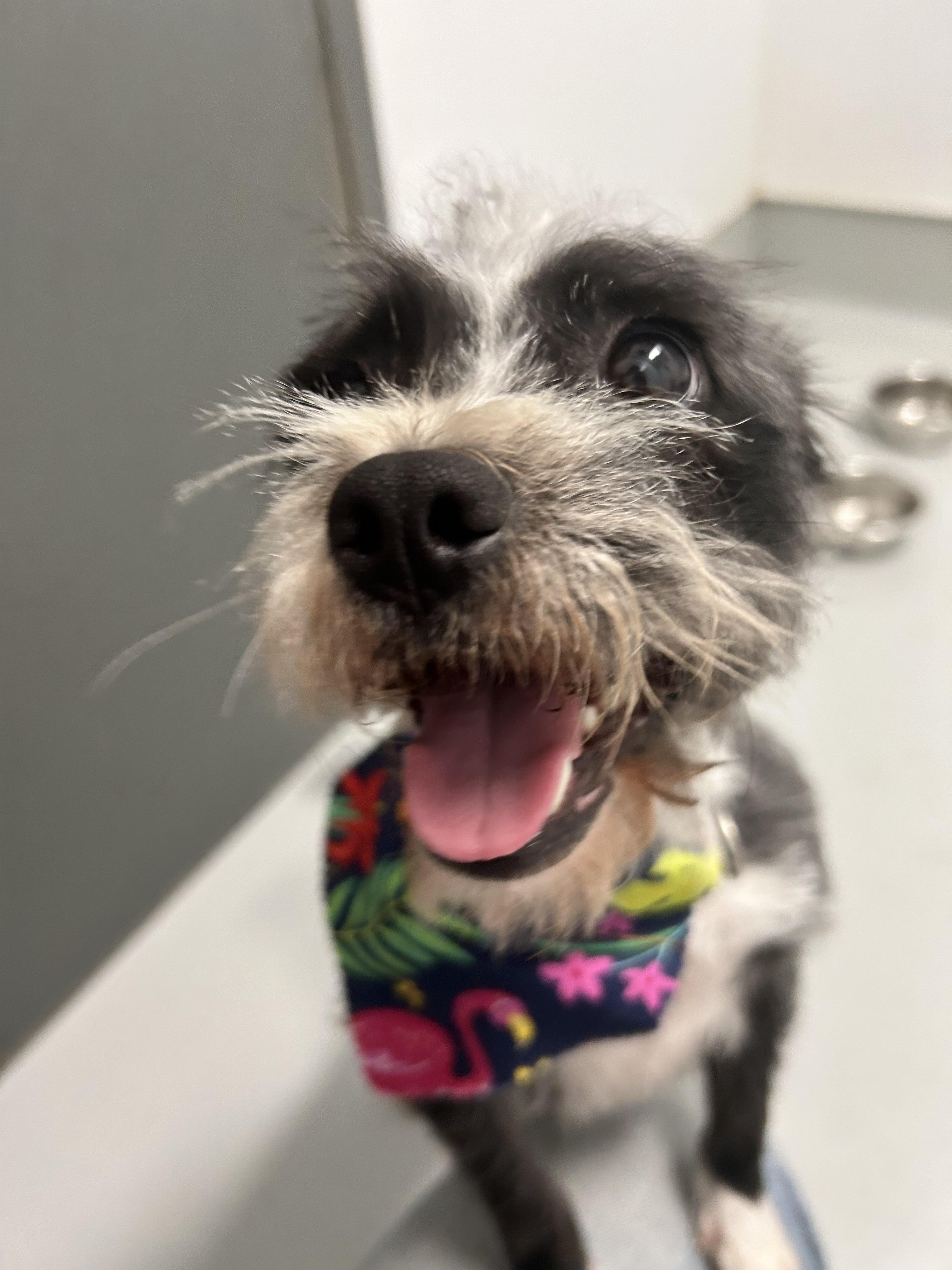 Paula, a Adopted mixed breed in Chico, CA image 2/5