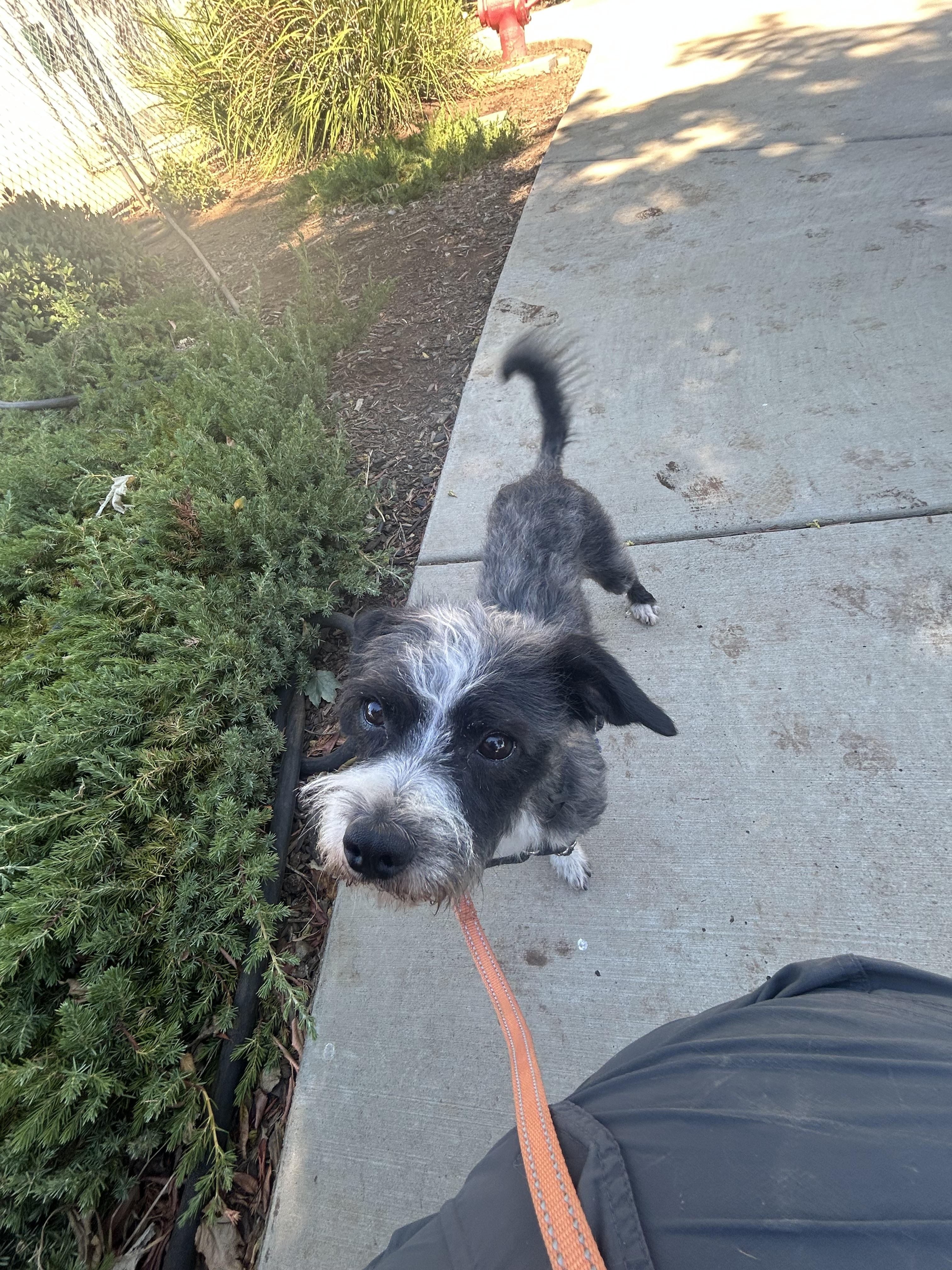 Paula, a Adopted mixed breed in Chico, CA image 3/5